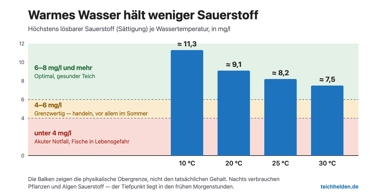 Balkendiagramm: Wie viel Sauerstoff Teichwasser höchstens lösen kann, sinkt mit der Temperatur – bei 10 °C etwa 11,3 mg/l, bei 20 °C 9,1, bei 25 °C 8,2 und bei 30 °C 7,5 mg/l. Unter 6 mg/l wird es grenzwertig, unter 4 mg/l ist es ein akuter Notfall für die Fische.